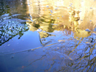 water feature in the back garden, rather a nice reflection i thought..