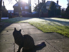 My kitty-cat Ivy sitting on the door step on Christmas Day