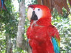 A Red Macaw, photographed in Peru by Marisa Hawkes