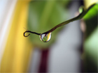 Twig with water droplet - nice photo